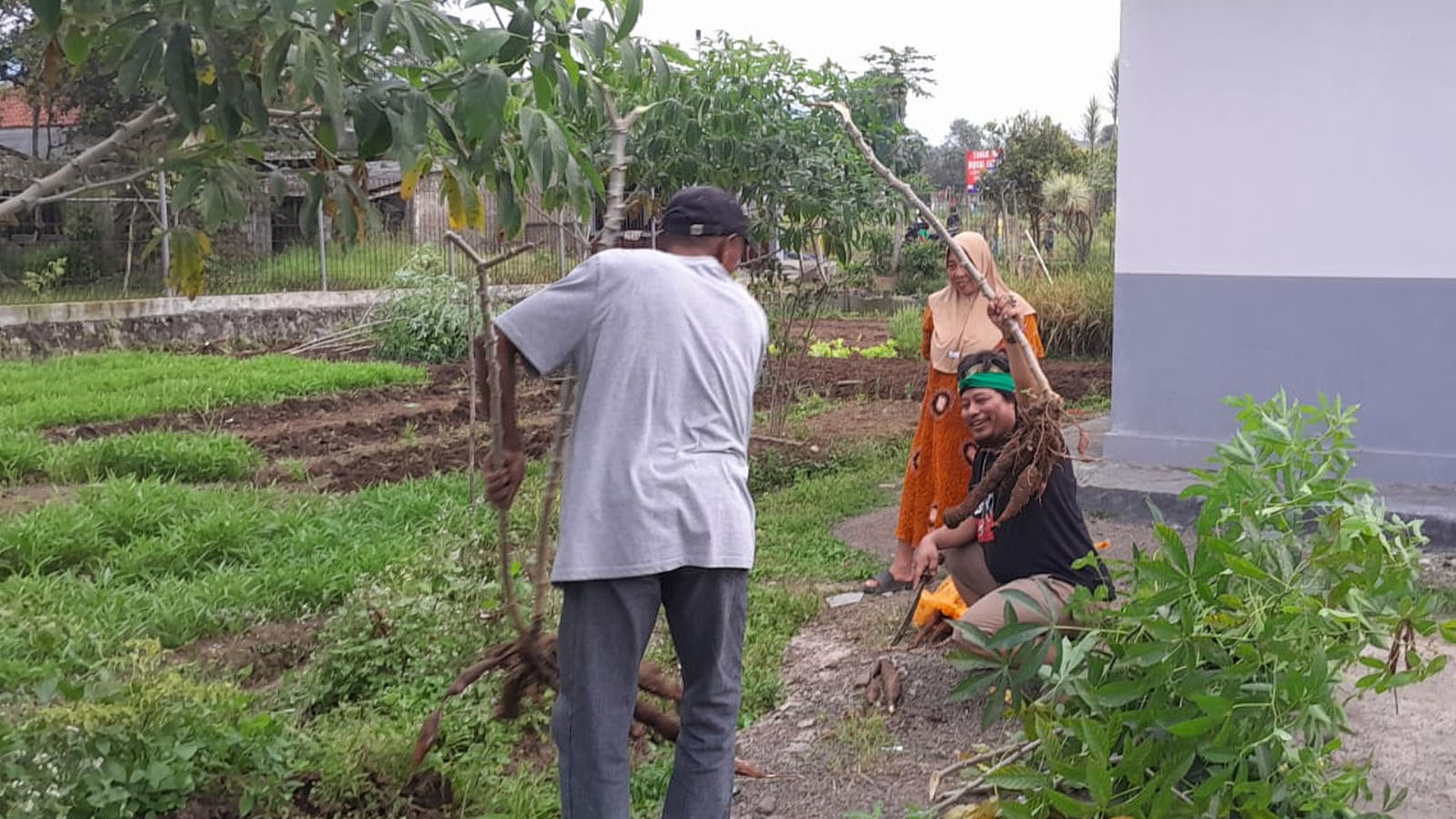 Panen singkong setahun sekali