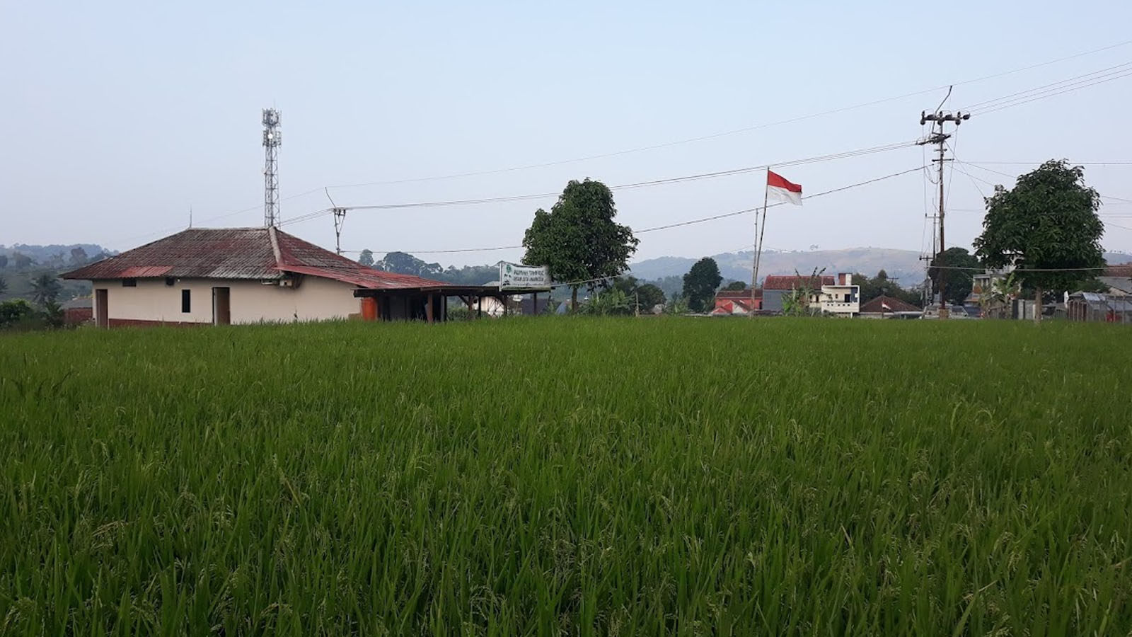 Padi dan jagung panen setahun 3x